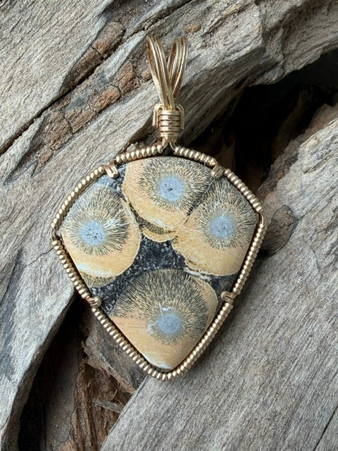 Burst -- Orbicular Rhyolite in Gold