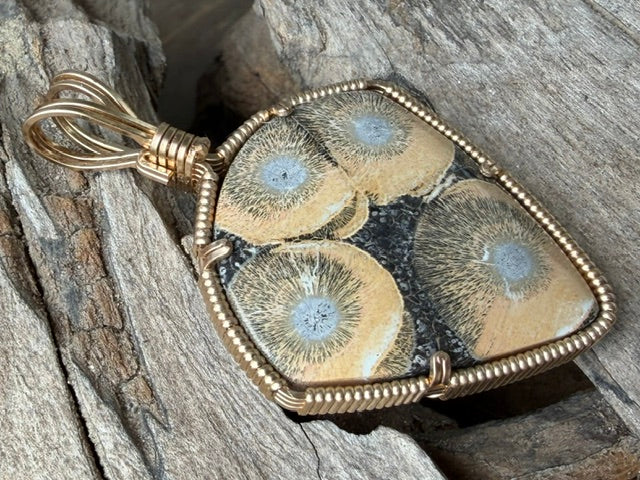 Burst -- Orbicular Rhyolite in Gold